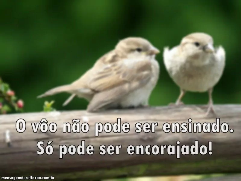 O vôo não pode ser ensinado. Só pode ser encorajado! - imagem